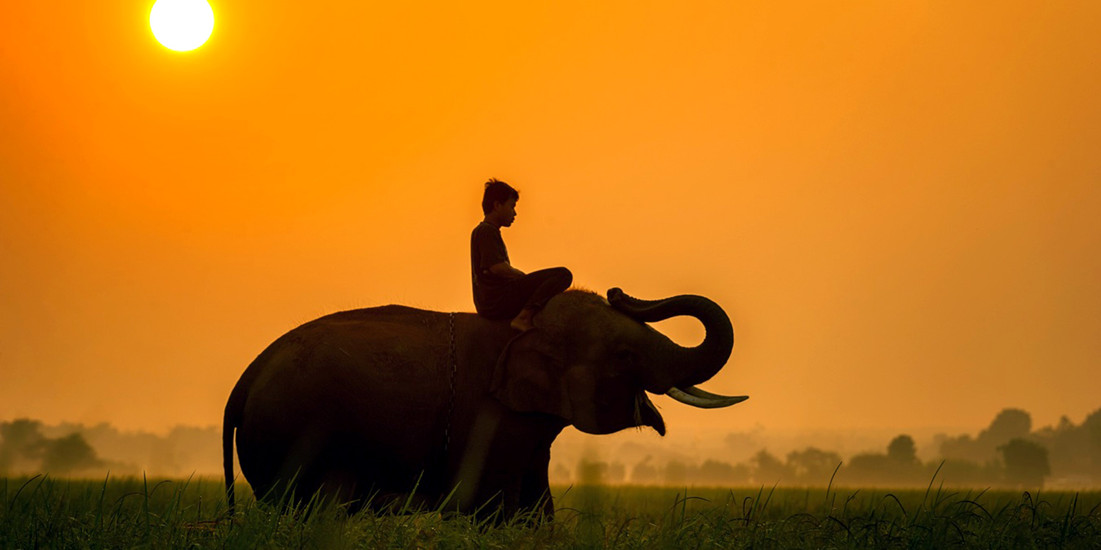 Wild Life