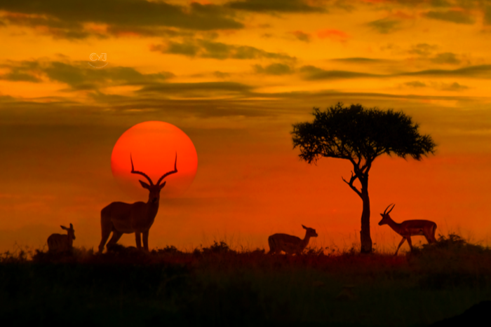 Taste The Wilderness Of Wildlife In Top 11 National Parks Of India
