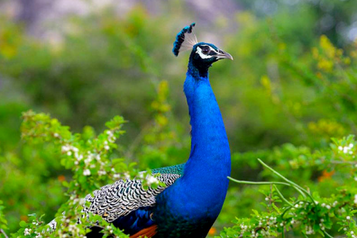 bharatpur bird sanctuary