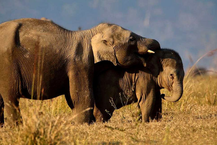 jim corbett nationalpark