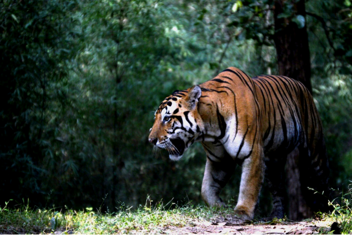 new year packages 2020 in ranthambore