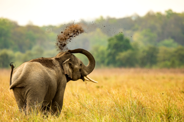 JIM CORBETT NATIONAL PARK