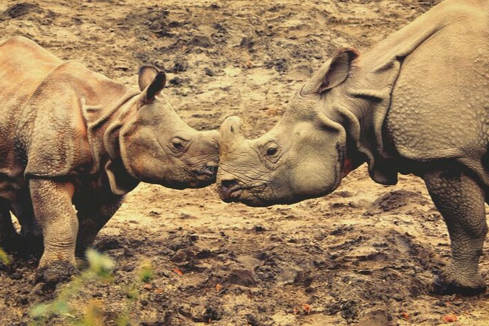 KAZIRANGA NATIONAL PARK