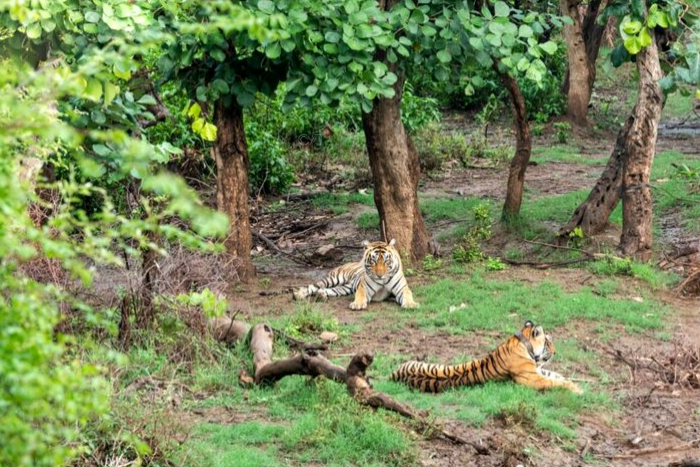 SARISKA NATIONAL PARK