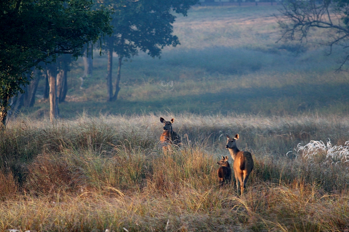 KANHA NATIONAL PARK