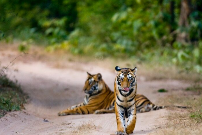 BANDHAVGARH TIGER RESERVE