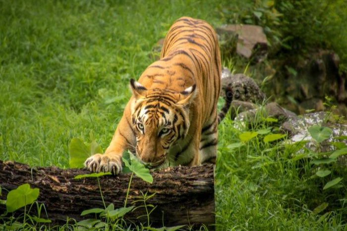 SUNDERBAN TIGER RESERVE