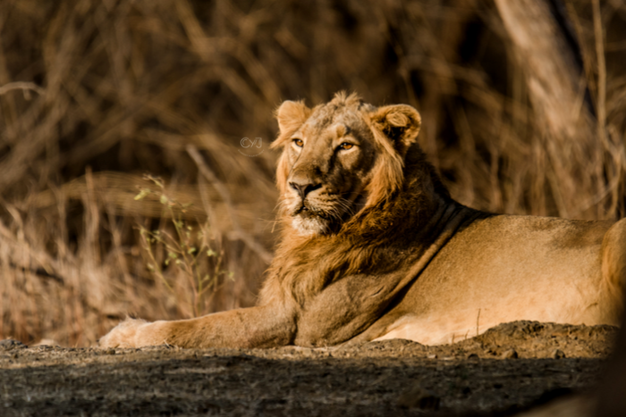 GIR NATIONAL PARK