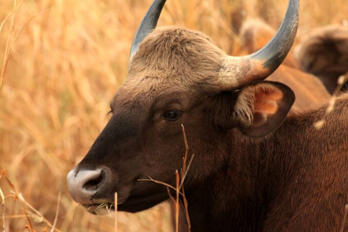 TADOBA NATIONAL PARK