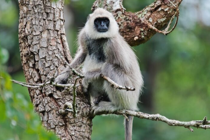 BANDIPUR NATIONAL PARK