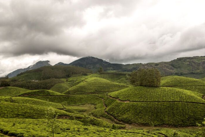 ERAVIKULAM NATIONAL PARK, KERALA