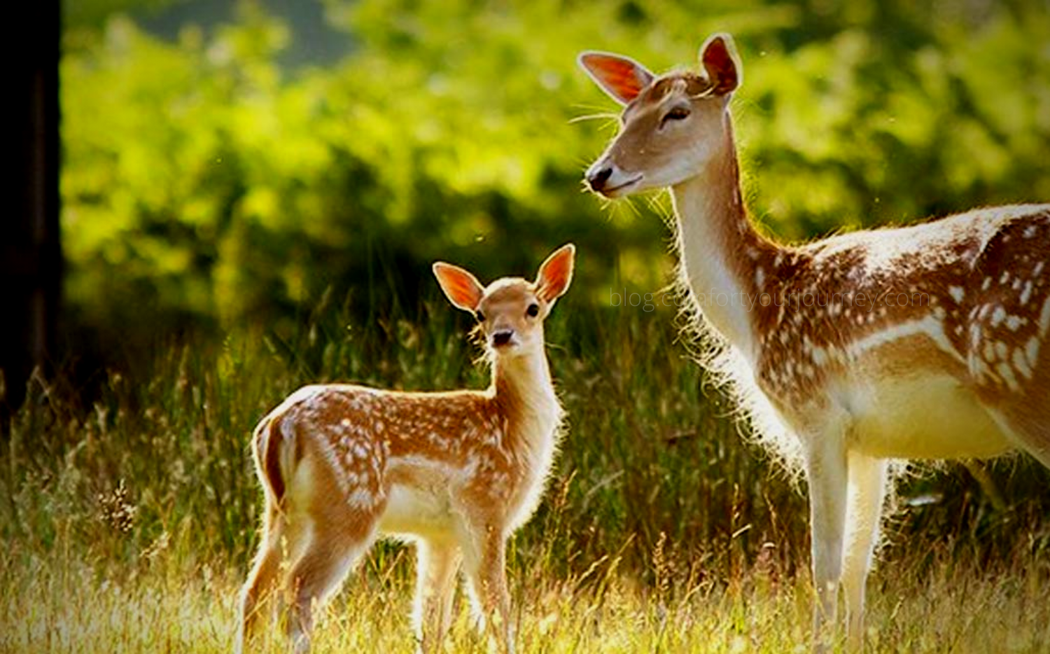 MRUGAVANI NATIONAL PARK