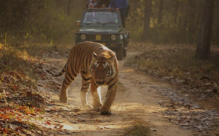 corporate offsite venues in jim corbett