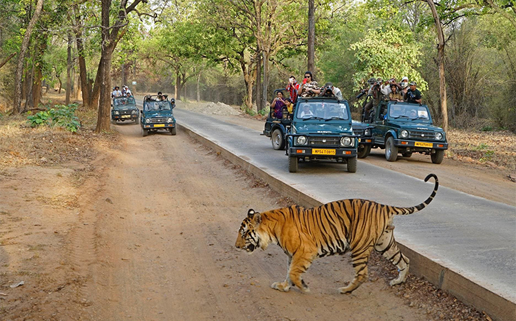 Celebrate new year 2025 in Ranthambore