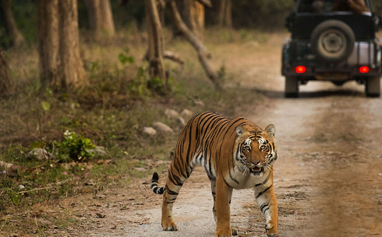 New Year Celebration in Jim Corbett